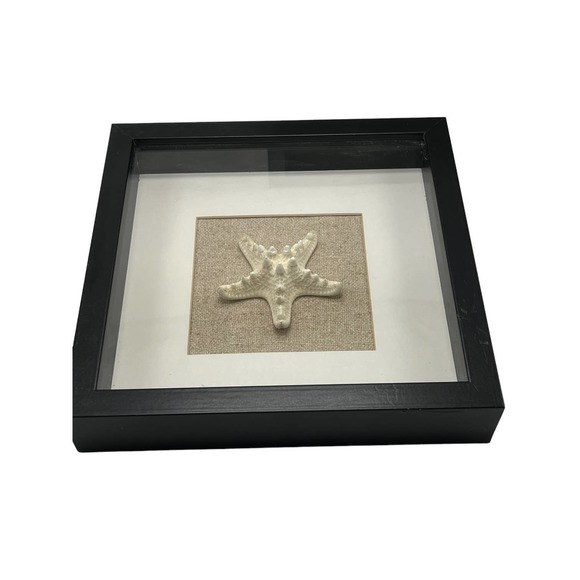 Mounted Dried Starfish In Black Square Frames Set of 2 - Picture 2 of 2